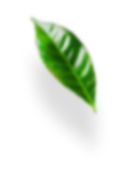leaves-advantages глянцевые натяжные потолки фото бишкек
