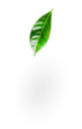leaves-advantages